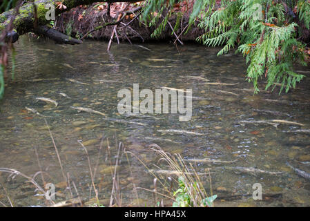 Schwärme von Chum Salmon auf ihrer jährlichen Wanderung laichen entschlossen, ihre letzten Laichgebiete zu erreichen Stockfoto