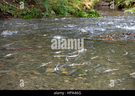 Schwärme von Chum Salmon auf ihrer jährlichen Wanderung laichen entschlossen, ihre letzten Laichgebiete zu erreichen Stockfoto