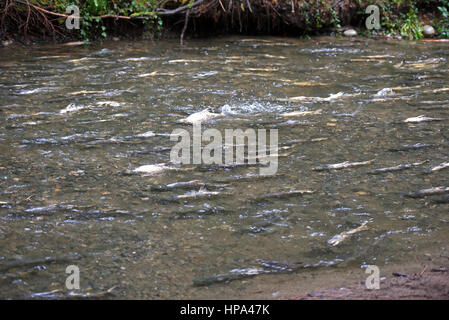 Schwärme von Chum Salmon auf ihrer jährlichen Wanderung laichen entschlossen, ihre letzten Laichgebiete zu erreichen Stockfoto