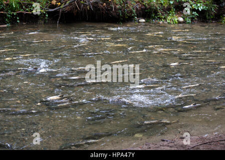 Schwärme von Chum Salmon auf ihrer jährlichen Wanderung laichen entschlossen, ihre letzten Laichgebiete zu erreichen Stockfoto