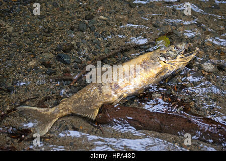 Schwärme von Chum Salmon auf ihrer jährlichen Wanderung laichen entschlossen, ihre letzten Laichgebiete zu erreichen Stockfoto