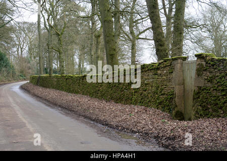 Zündeten Arboretum Grenze Wand, Gloucestershire, England, UK Stockfoto