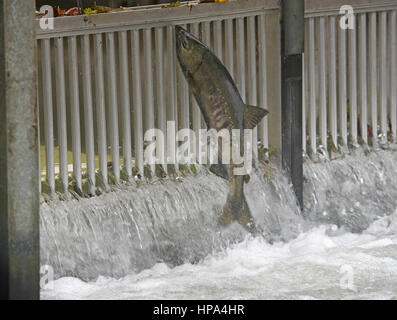 Schwärme von Chum Salmon auf ihrer jährlichen Wanderung laichen entschlossen, ihre letzten Laichgebiete zu erreichen Stockfoto