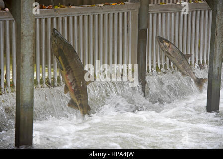 Schwärme von Chum Salmon auf ihrer jährlichen Wanderung laichen entschlossen, ihre letzten Laichgebiete zu erreichen Stockfoto