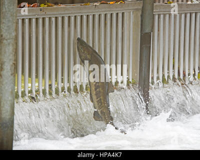 Schwärme von Chum Salmon auf ihrer jährlichen Wanderung laichen entschlossen, ihre letzten Laichgebiete zu erreichen Stockfoto