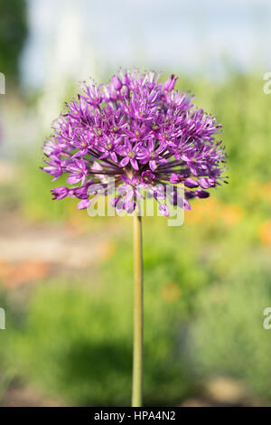 Allium blühen in einem englischen Garten Stockfoto