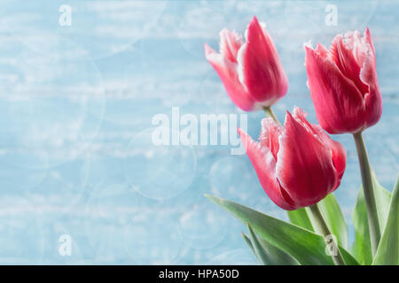 Drei rote Tulpen auf blauem Hintergrund Stockfoto