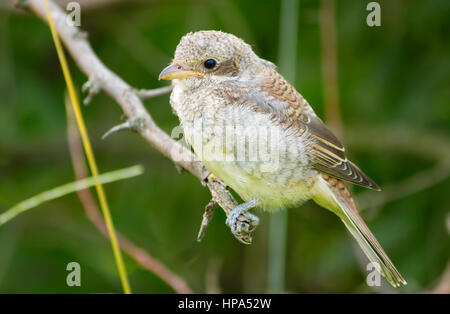 Junge Neuntöter (Lanius Collurio) auf einem Ast Stockfoto