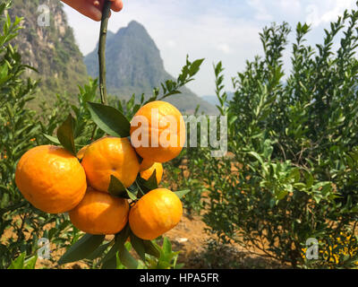 Chinesische kleine Kumquat Orangen in Hand mit einer Niederlassung Stockfoto