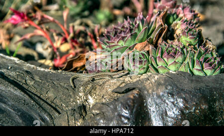 Serbien - getarnt gemeinsame Wand-Eidechse (Podarcis Muralis)-Sonnenbaden auf einem alten Baumstumpf im Garten Stockfoto