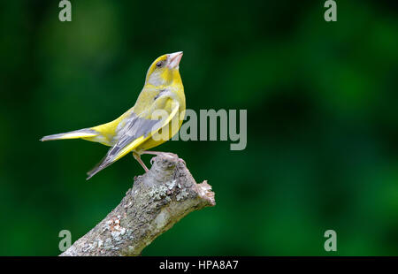 [Grünfink Carduelis chloris], Anzeigen - Bulgarien Stockfoto