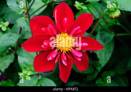 Dahlie Don Hill collerette Stockfoto