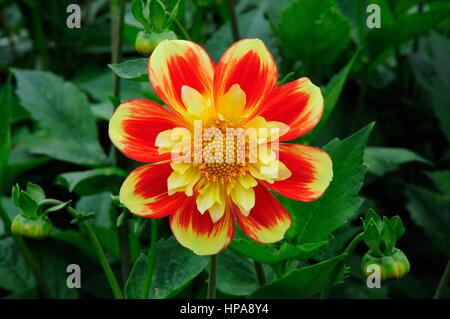 Dahlie Puuh Swan Island Stockfoto