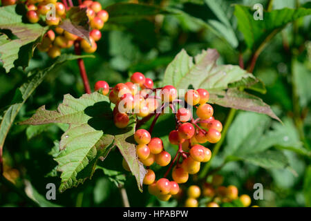 Cranberry Schneeball (Viburnum Opulus var. Americanum) Früchte und Blätter Stockfoto