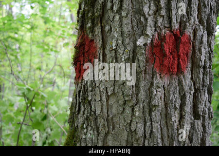 Nahaufnahme der Farbe markierten Zucker-Ahorn (Acer Saccharum) Baum Stockfoto