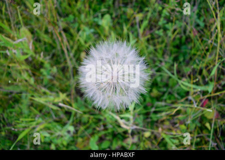 Riesigen Löwenzahn Schwarzwurzeln (Tragopogon Dubius) Detail Stockfoto