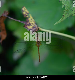 White-faced Meadowhawk (Sympetrum Obtrusum) Libelle Stockfoto