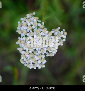 Schafgarbe (Achillea Millefolium) Blumen Stockfoto