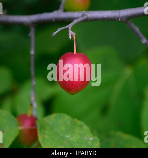 Amerikanische Pflaume (Prunus Americana) Stockfoto