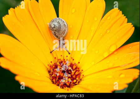 Eine kleine Schnecke ruht auf einer leuchtend gelben Blume mit Tautropfen und erzeugt ein atemberaubendes Makrobild, das die Schönheit der Natur unterstreicht Stockfoto