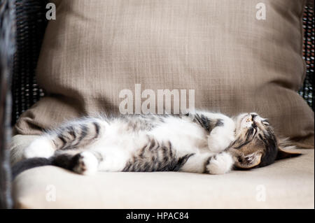 Tabby Kitten auf Rücken liegend, schlafen Stockfoto