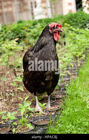 Ein schwarzes Huhn, das in einem Garten zwischen jungen Pflanzen und Töpfen steht, Stockfoto