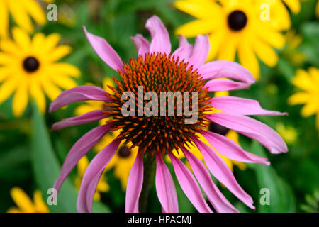 Sonnenhut-Nahaufnahme mit Brown Eyed Susan im Hintergrund Stockfoto