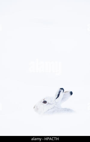 Schneehase (Lepus Timidus) sitzen im Schnee, winter Mantel, Cairngroms Nationalpark, Schottisches Hochland, Schottland Stockfoto