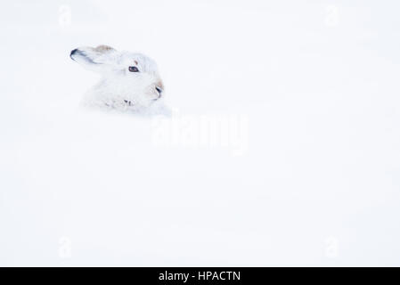 Schneehase (Lepus Timidus) sitzen im Schnee, winter Mantel, Cairngroms Nationalpark, Schottisches Hochland, Schottland Stockfoto