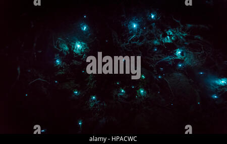 Biolumineszenz, leuchtenden Glühwürmchen Maden von Glow Worm (Arachnocampa Luminosa) in einer Höhle, endemisch in Neuseeland, Leith Valley Stockfoto