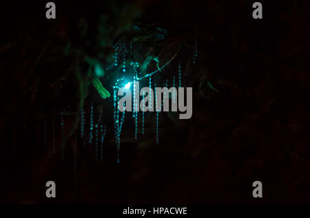 Biolumineszenz, leuchtenden Glühwürmchen Maden von Glow Worm (Arachnocampa Luminosa) in einer Höhle, endemisch in Neuseeland, Leith Valley Stockfoto