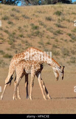 Südafrikanische Giraffen (Giraffa Giraffe Giraffa), zwei Bullen kämpfen, Kgalagadi Transfrontier Park, Northern Cape Stockfoto