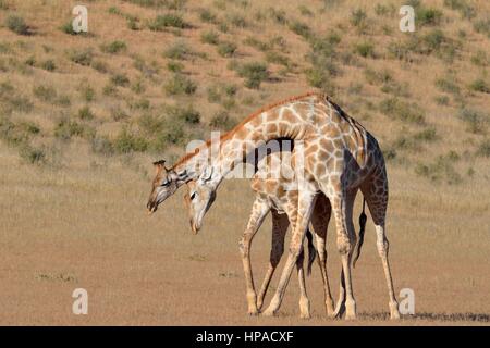 Südafrikanische Giraffen (Giraffa Giraffe Giraffa), zwei Bullen kämpfen, Kgalagadi Transfrontier Park, Northern Cape Stockfoto