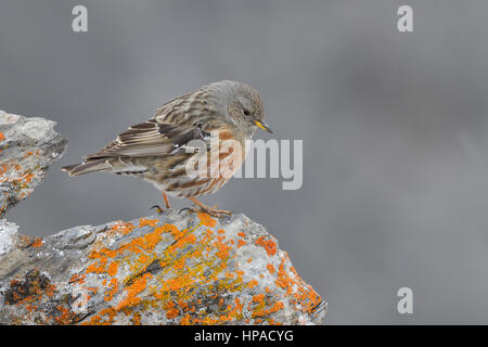 Alpine beobachtet (Prunella Collaris) auf Felsen, Tirol, Österreich Stockfoto