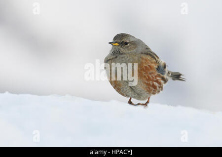 Alpine beobachtet (Prunella Collaris) im Schnee, Tirol, Österreich Stockfoto