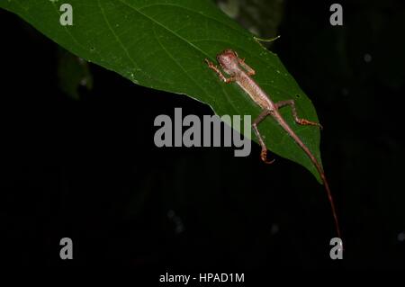 Ein düsterer Earless Agama (Aphaniotis Fusca) gebietsübergreifenden ein Blatt im malaysischen Regenwald bei Nacht Stockfoto