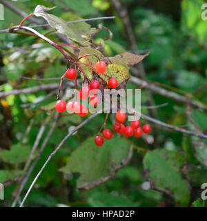 Reife wilde Preiselbeeren Schneeball (Viburnum Opulus var. Americana) Stockfoto