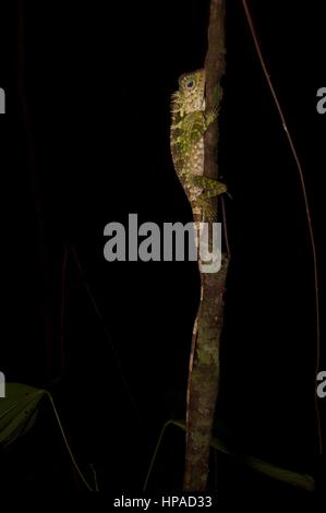 Eines erwachsenen männlichen blauäugige Wald Eidechse (Gonocephalus Liogaster) im Wald in der Nacht auf der Halbinsel Santubong, Sarawak, Ost-Malaysia, Borneo Stockfoto