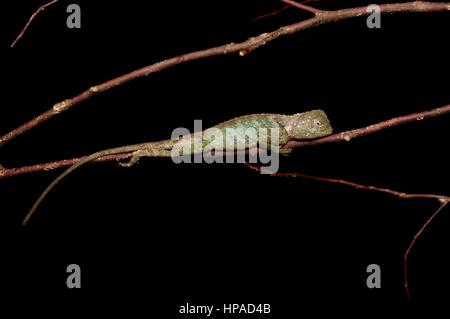 Eine juvenile Black-lippige Strauch Eidechse (Phoxophrys Nigrilabris) auf einem Zweig in der Nacht schlafen Stockfoto