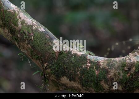 Eine Erwachsene männliche große Anglehead Eidechse (Gonocephalus Grandis) auf einem Baum im malaysischen Regenwald Stockfoto