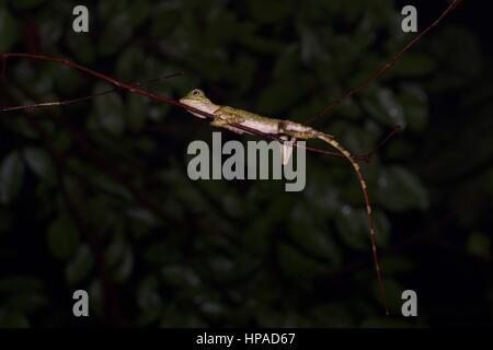 Eine junge Bornean Anglehead Eidechse (Gonocephalus Borneensis) im Regenwald in der Nacht in Santubong, Ost-Malaysia, Borneo Stockfoto