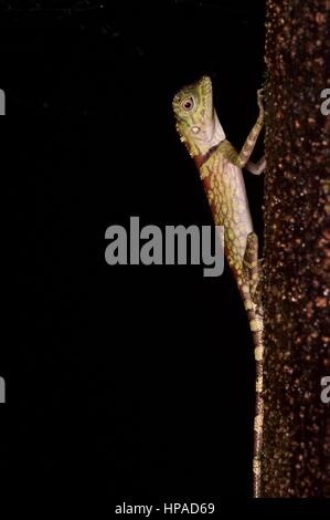 Eine junge Bornean Anglehead Eidechse (Gonocephalus Borneensis) im Regenwald in der Nacht in Santubong, Ost-Malaysia, Borneo Stockfoto