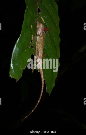 Ein düsterer Earless Agama (Aphaniotis Fusca) schlafen in der Nacht auf einem Blatt im malaysischen Regenwald Stockfoto