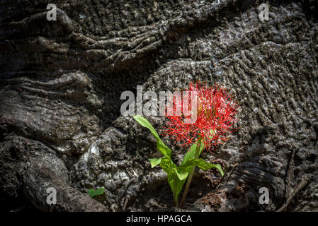 Blumen Sie wachsen auf einem alten Baobab, Kizimkazi Dorf, Sansibar, Tansania Stockfoto