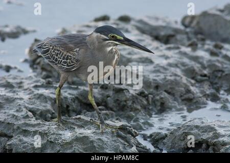 Gestreift (kleine) Reiher - Butorides Striata - zu Fuß auf weichen Schlamm an den niedrigen Gezeiten entlang der Küste von Malaysia. Stockfoto