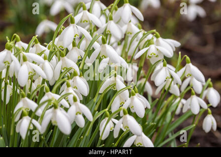 Büschel von Schneeglöckchen Stockfoto