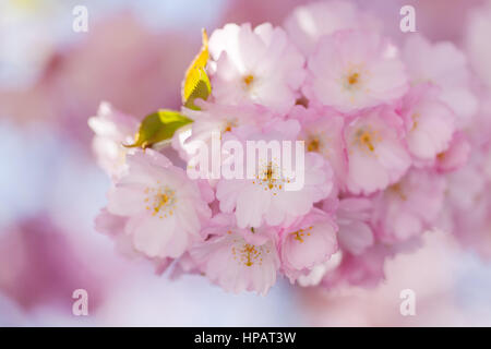 Kirschblüten hängen von Baum im Frühjahr blühen Stockfoto