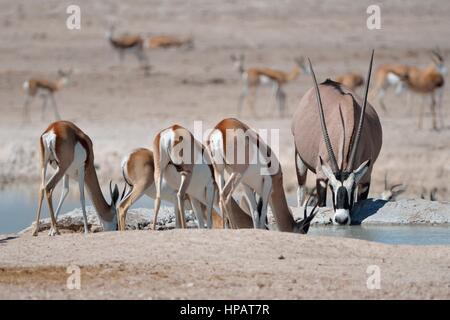 Oryx (Oryx Gazella) und Springböcke (Antidorcas Marsupialis), trinken am Wasserloch, Etosha Nationalpark, Namibia, Afrika Stockfoto