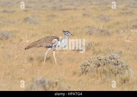 Kori Bustard (Ardeotis Kori), in Trockenrasen, Etosha Nationalpark, Namibia, Afrika Stockfoto