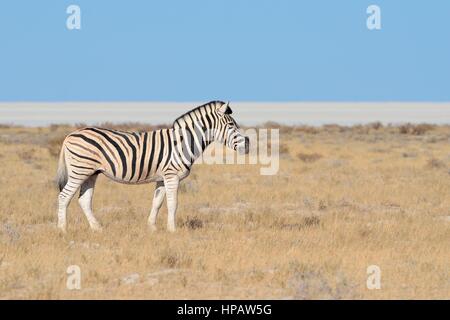 Burchell Zebra (Equus Quagga Burchellii), Etosha Salzpfanne am Rücken, Etosha Nationalpark, Namibia, Afrika Stockfoto